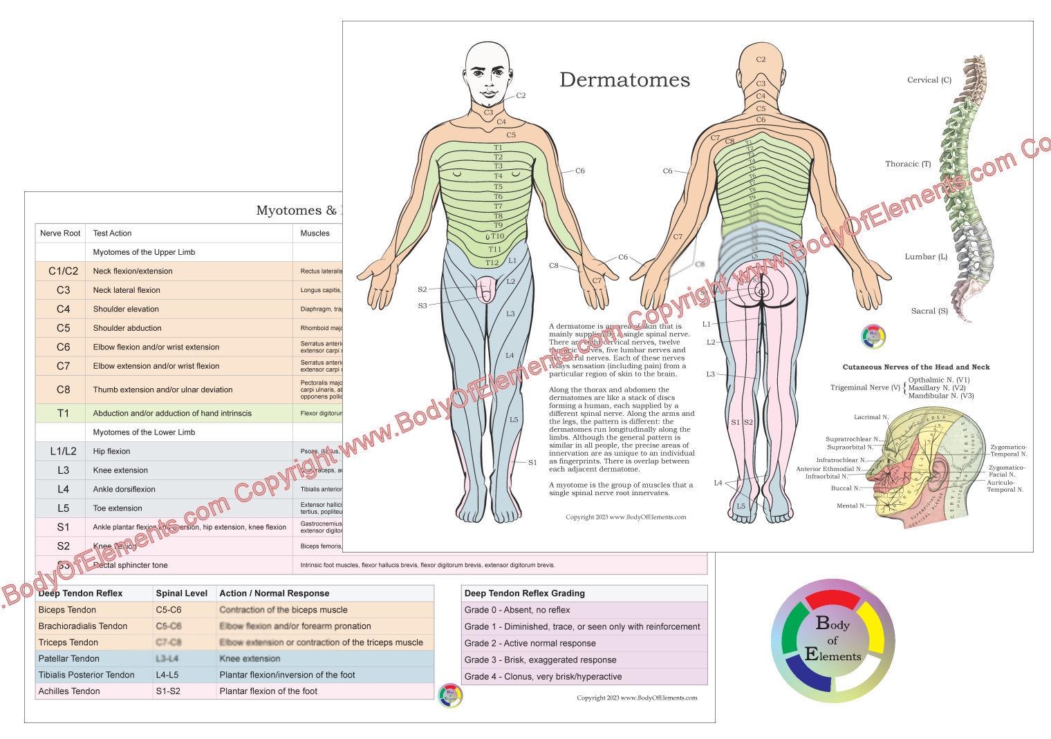 dermatome chart printable