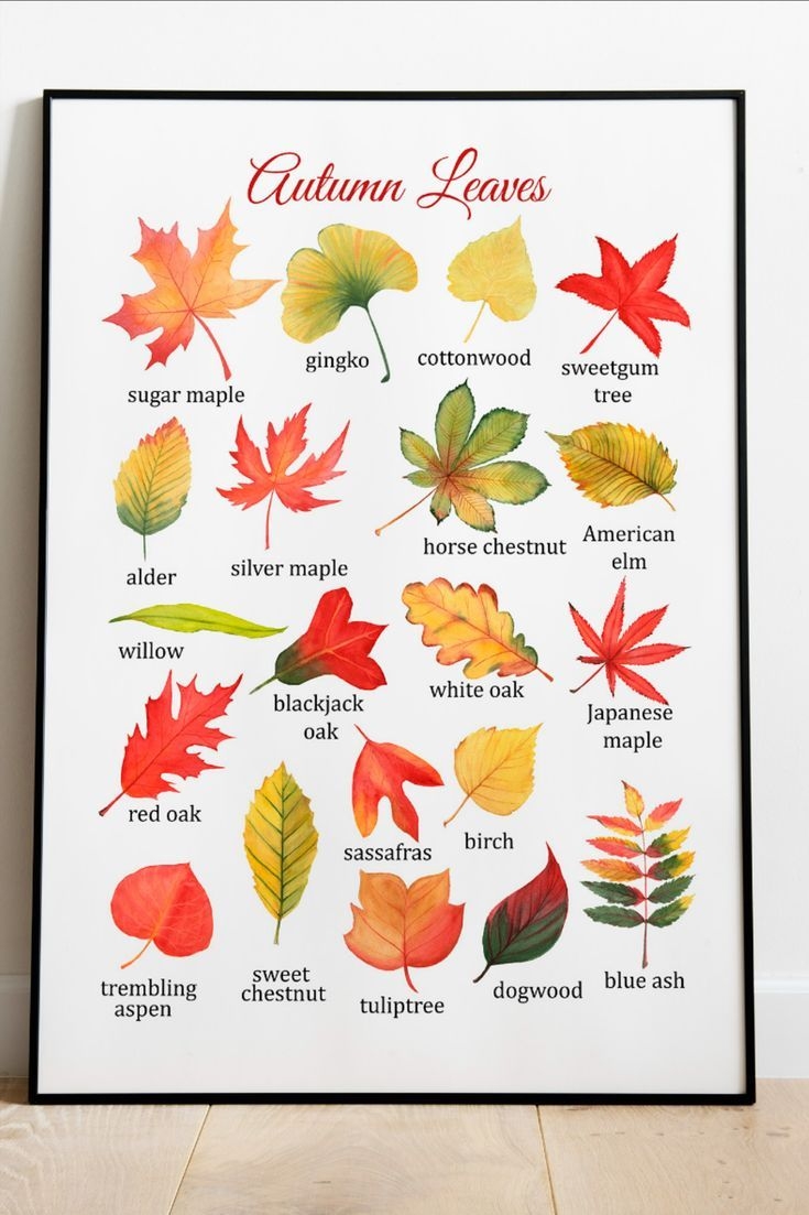 Fall Leaf Identification Montessori Poster Educational Poster Autumn Leaves Printable 
