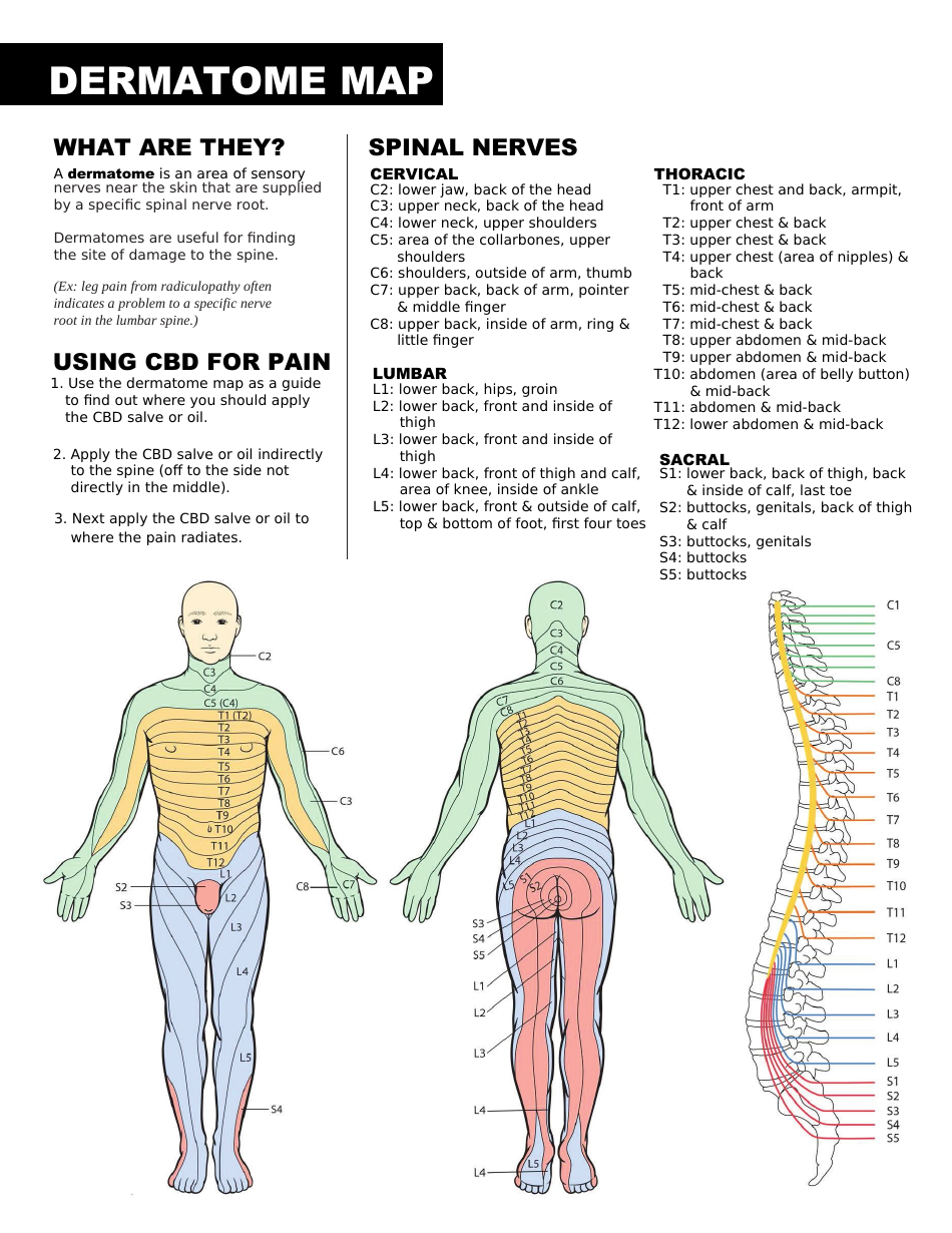 Large Anatomical Chart Lumbosacral Plexus Dermatomes Dermatomes Chart And Map Anatomy Poster
