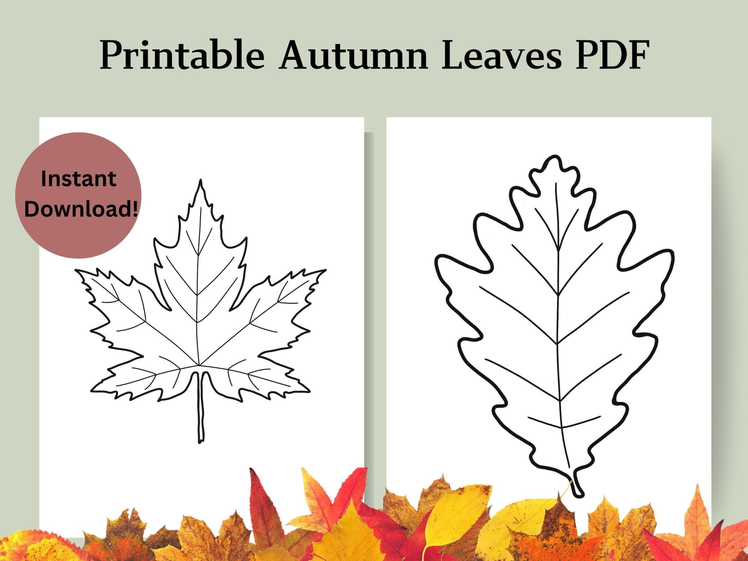 Printable Autumn Leaves PDF Fall Leaves Outlines For Crafts Coloring Classroom Projects Homeschool Autumn Crafting Templates Etsy Printable Autumn Leaves PDF Fall Leaves Outlines For Crafts Coloring Classroom Projects Homeschool Autumn Crafting Templates Etsy