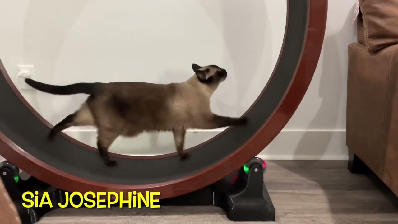 Sia Josephine My 3D Printed Cat Wheel Sia Josephine My 3D Printed Cat Wheel