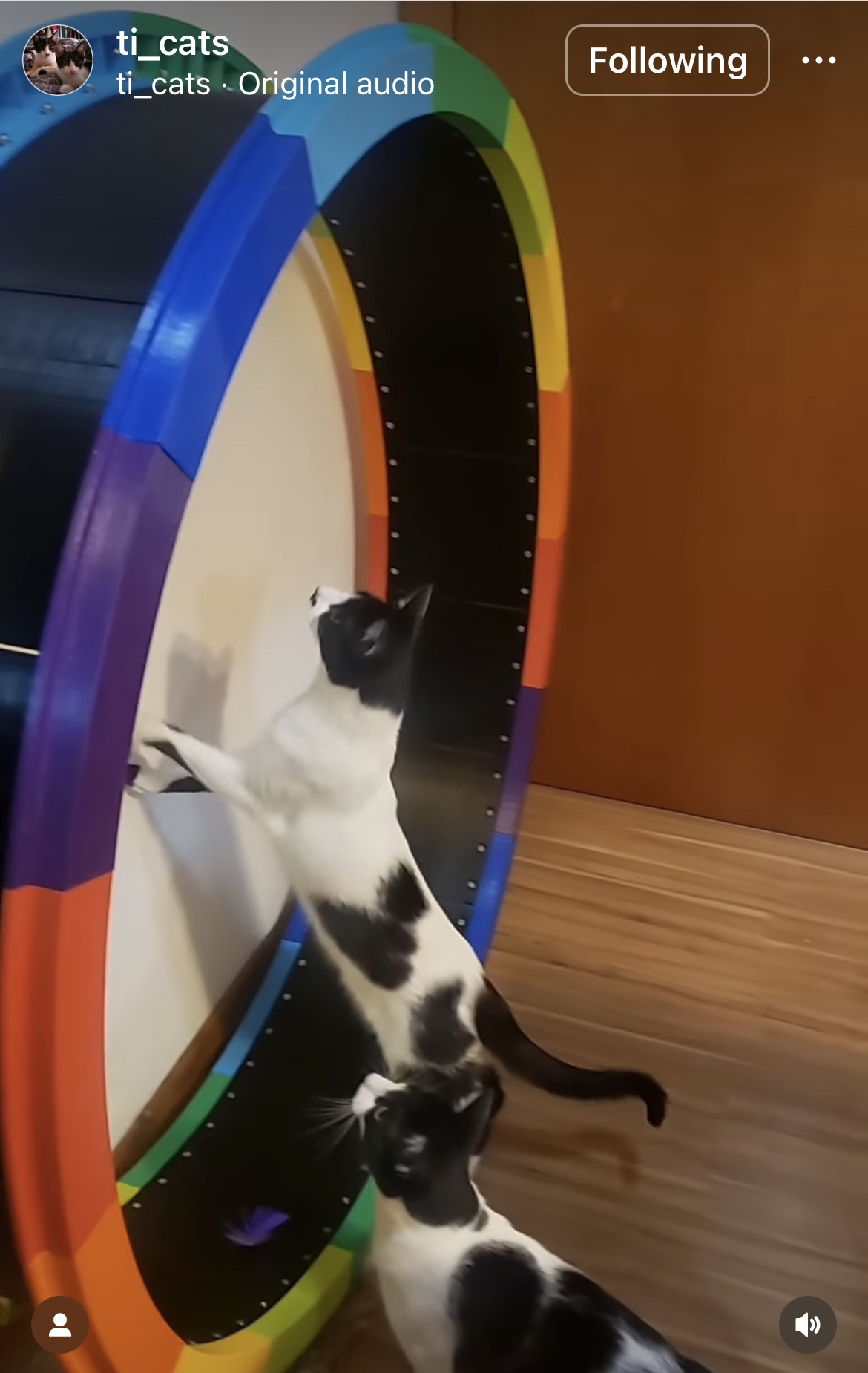 3d printable cat wheel 3d printable cat wheel