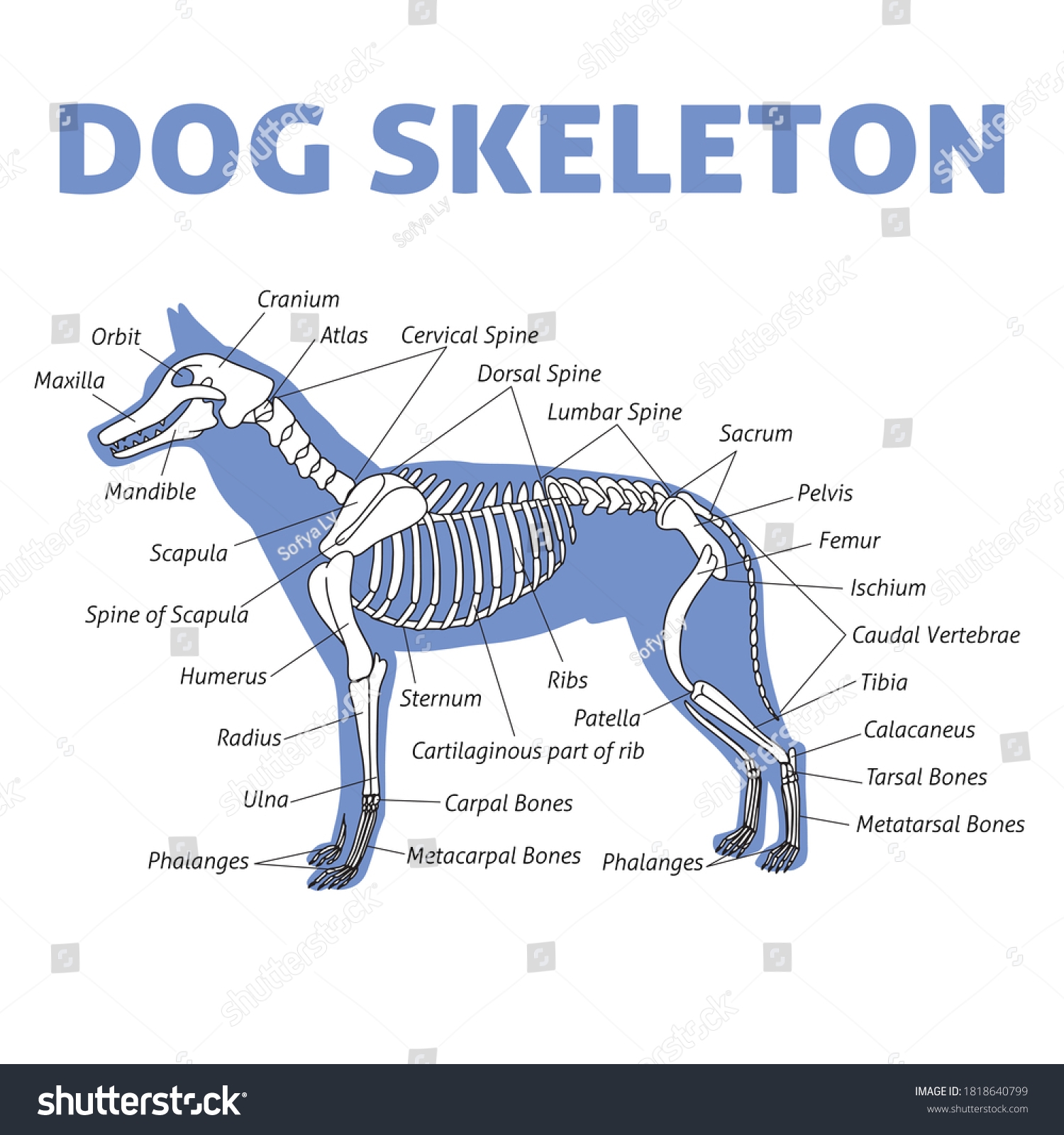 Tarsal Bones Anatomy Dog 316 Tarsal Bones Stock Vectors And Vector Art Shutterstock