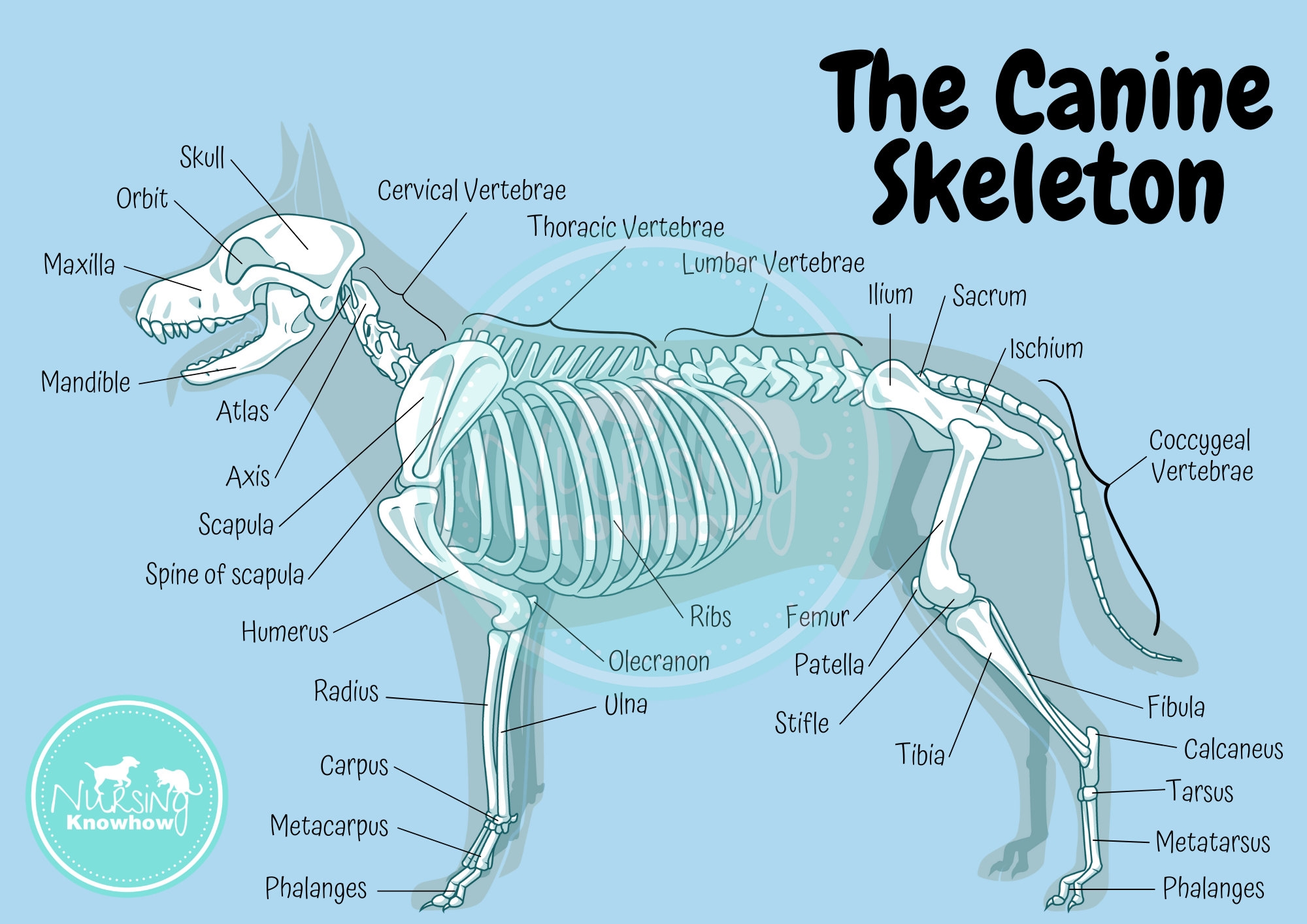 The Canine Skeletal Anatomy Poster Dyslexia Blue Etsy