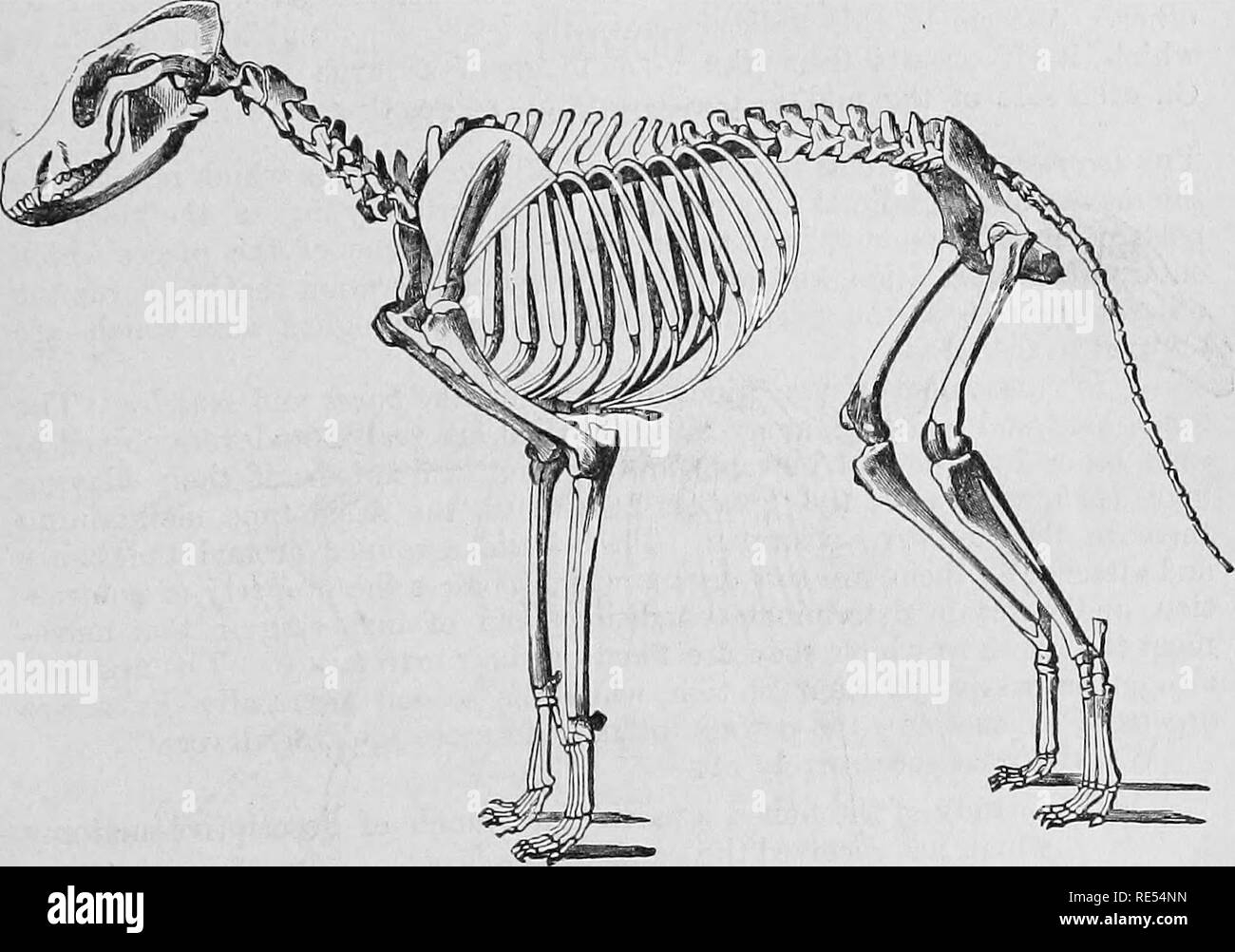 The Comparative Anatomy Of The Domesticated Animals Veterinary Anatomy THE SKELETON 7 Article I The Skeleton The Whole Of The Bones Considered In Their Natural Relations To Each Other Constitute The Skeleton 