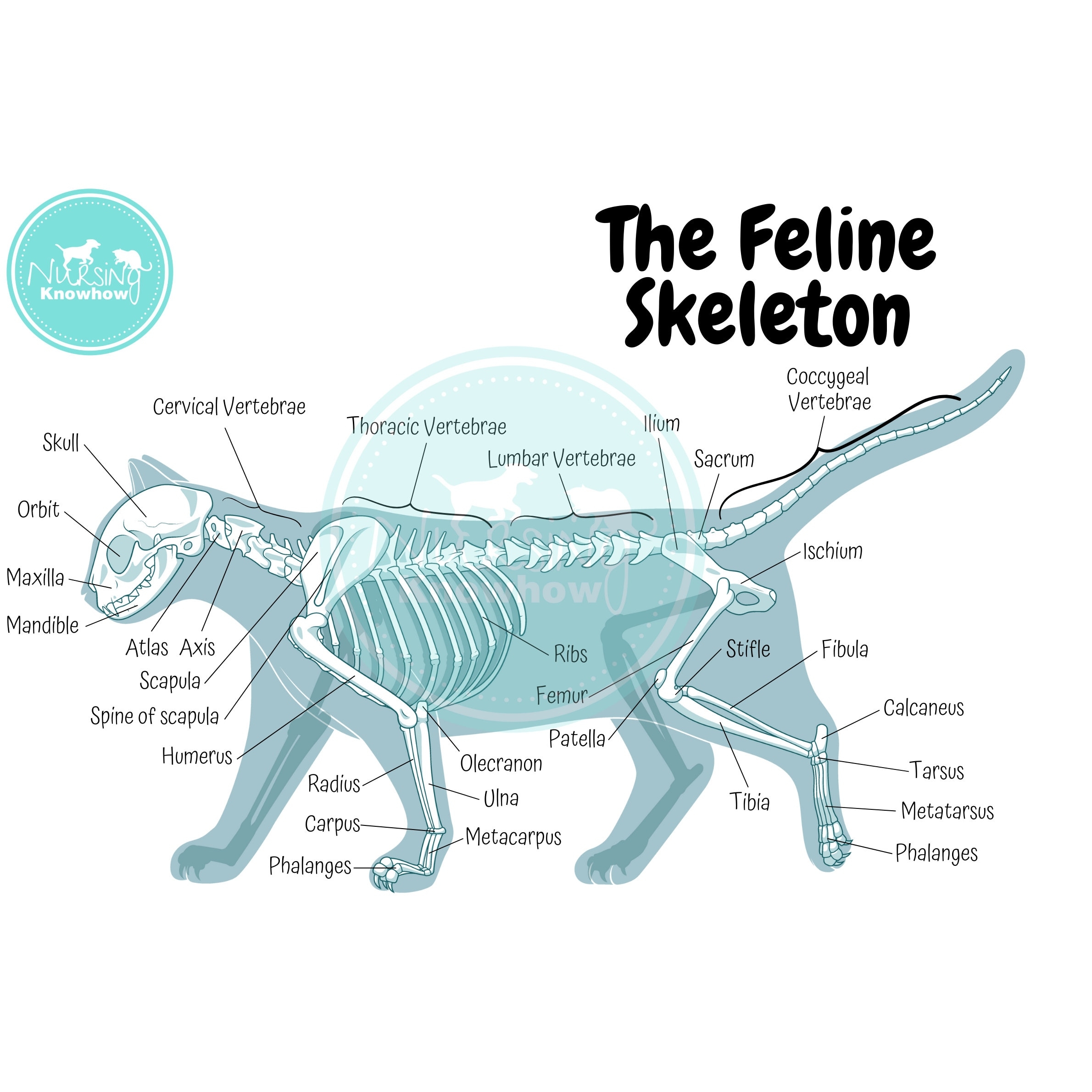 veterinary anatomy printable bones