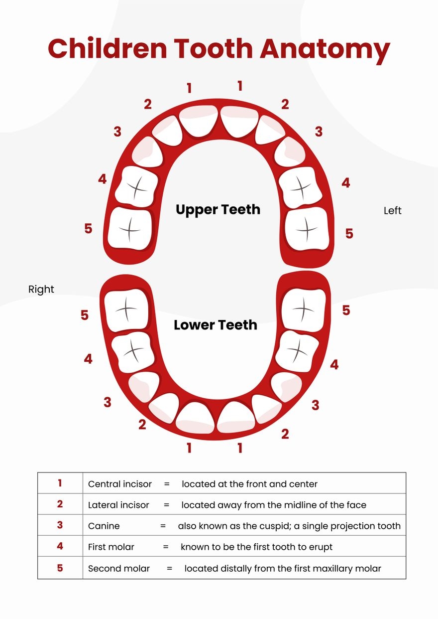 Tooth Chart In Illustrator PDF Download Template Tooth Chart In Illustrator PDF Download Template