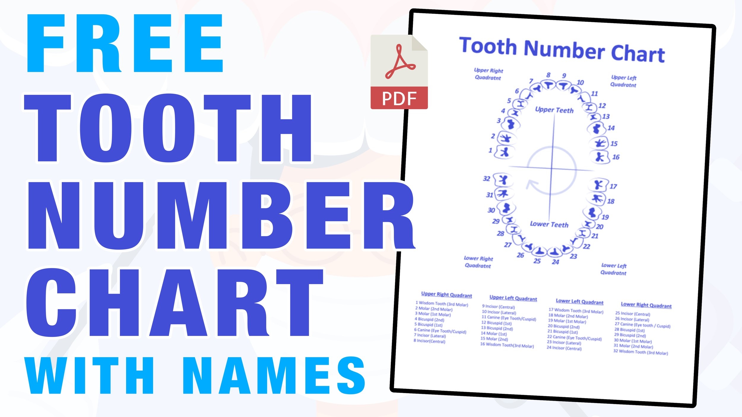 Tooth Number Chart Printable PDF Mashup Math Tooth Number Chart Printable PDF Mashup Math